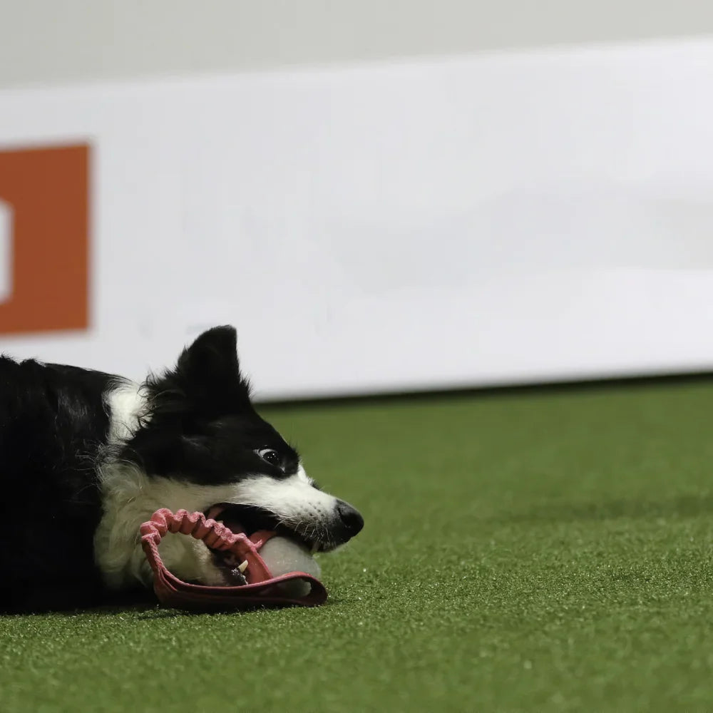 Play Comfort 24 - Agility kunstgress